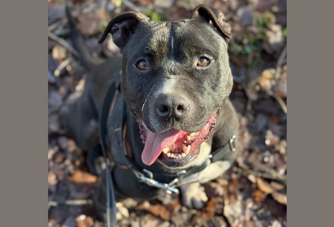 À l'adoption : Nokia Haa24371