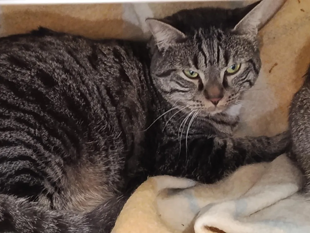 À l'adoption : Louis