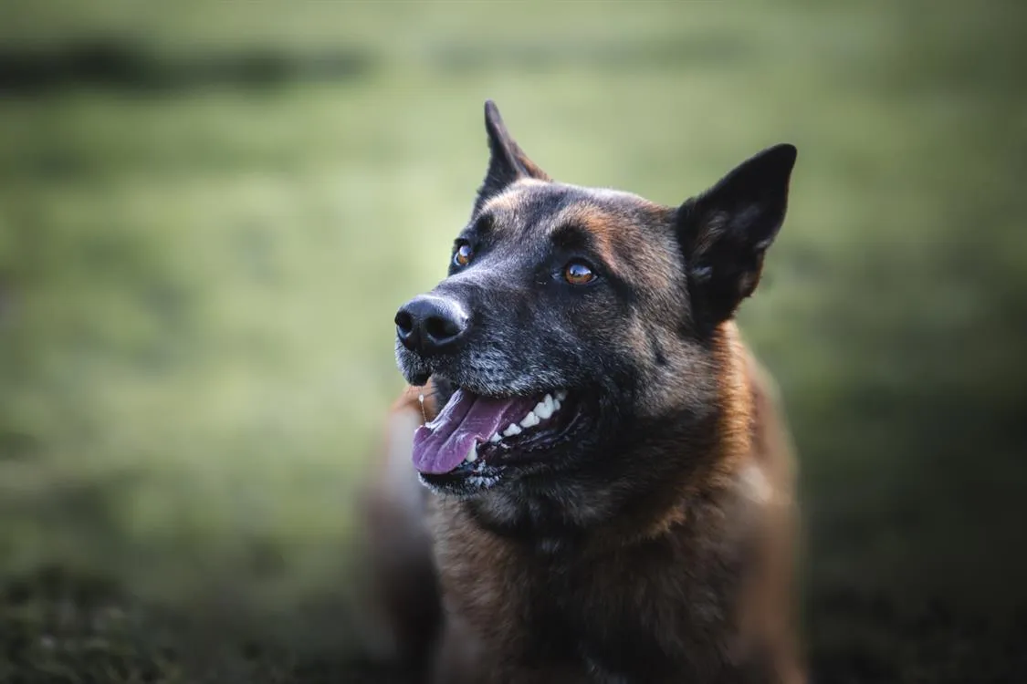 À l'adoption : Thor