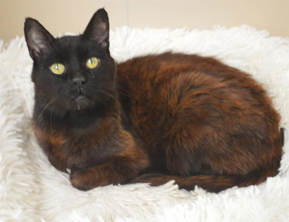 À l'adoption : Félix Cab3665