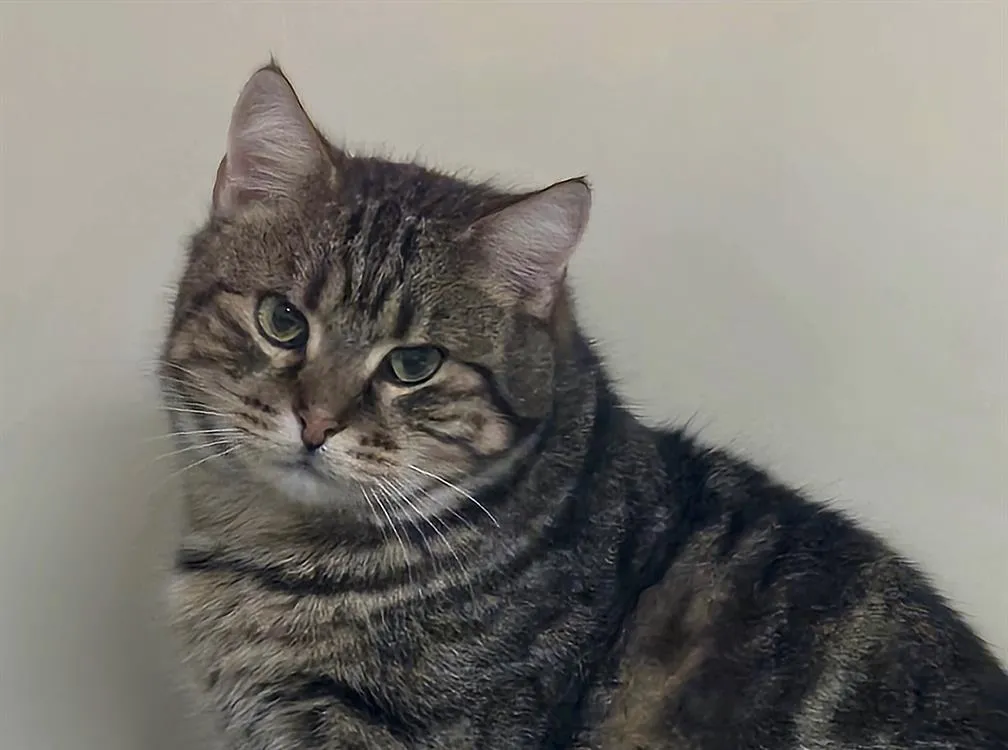 À l'adoption : Calisson