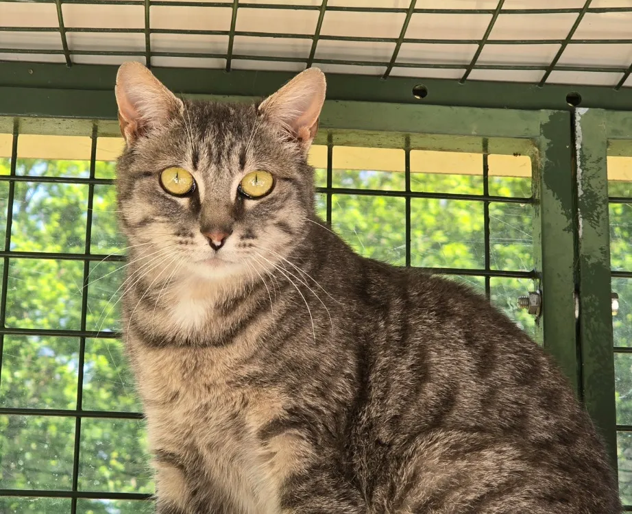 À l'adoption : Ginseng