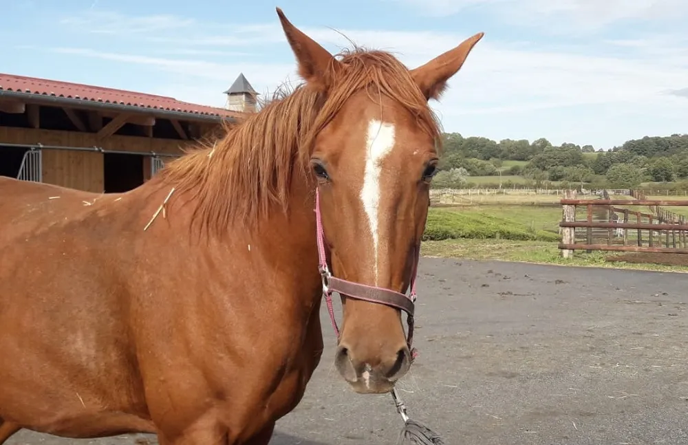 À l'adoption : Briaree