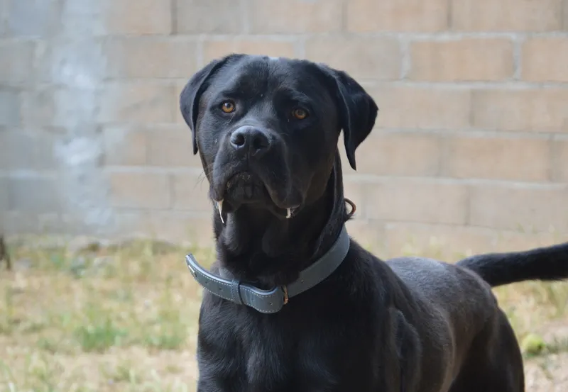 À l'adoption : Rayton Chao