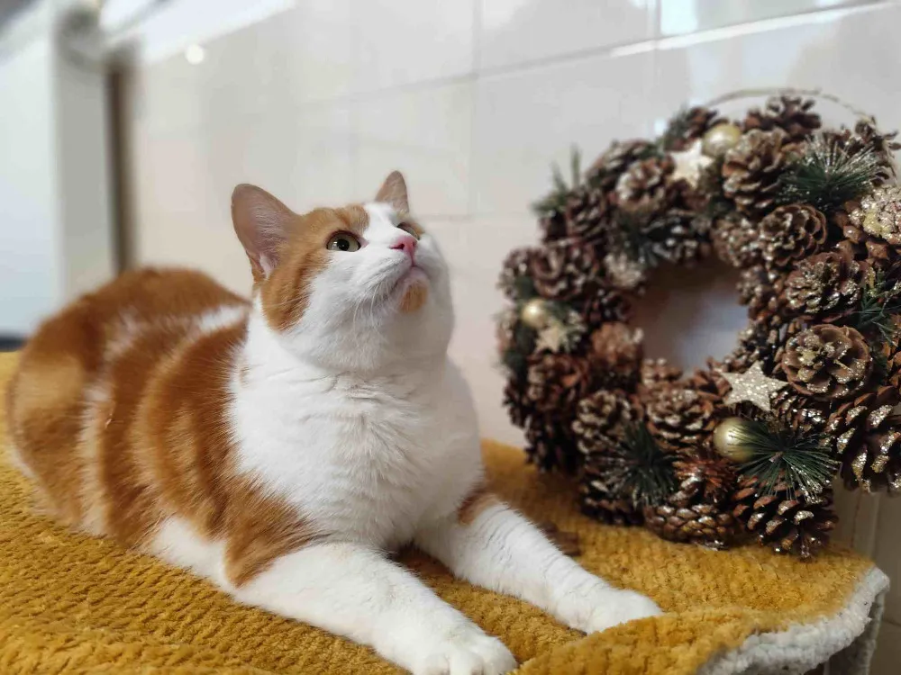 À l'adoption : Helion C