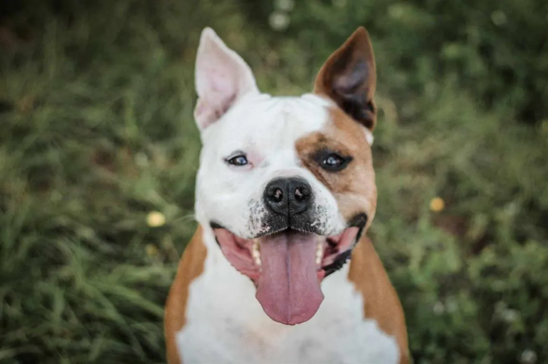 À l'adoption : Nixon