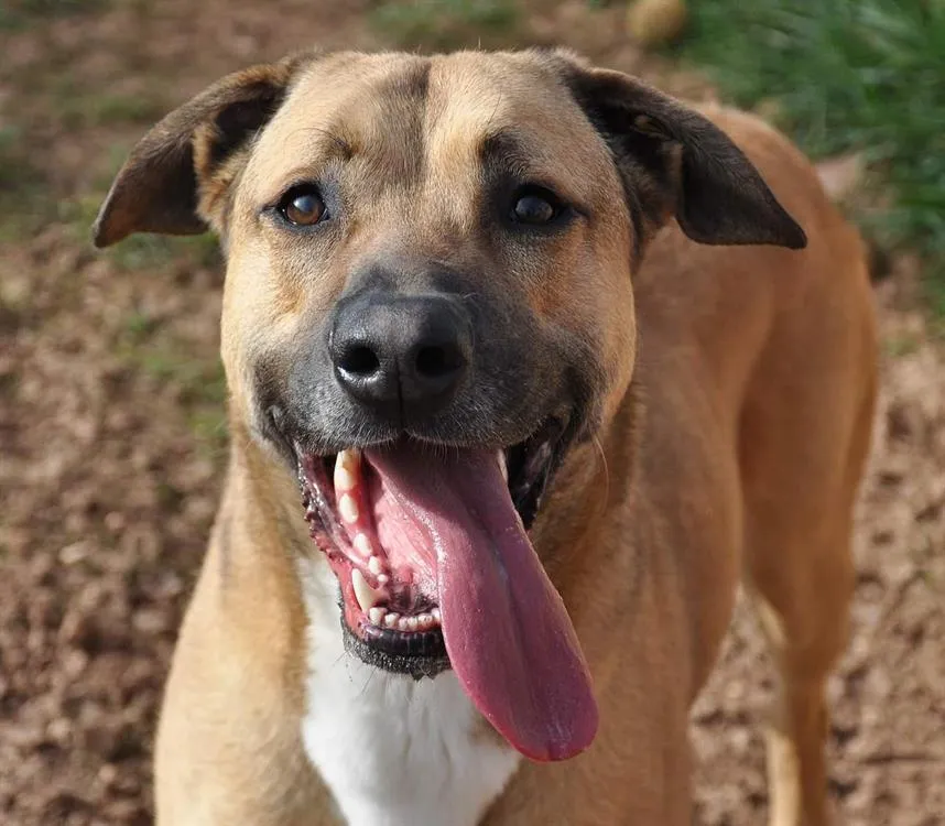 À l'adoption : Dédé