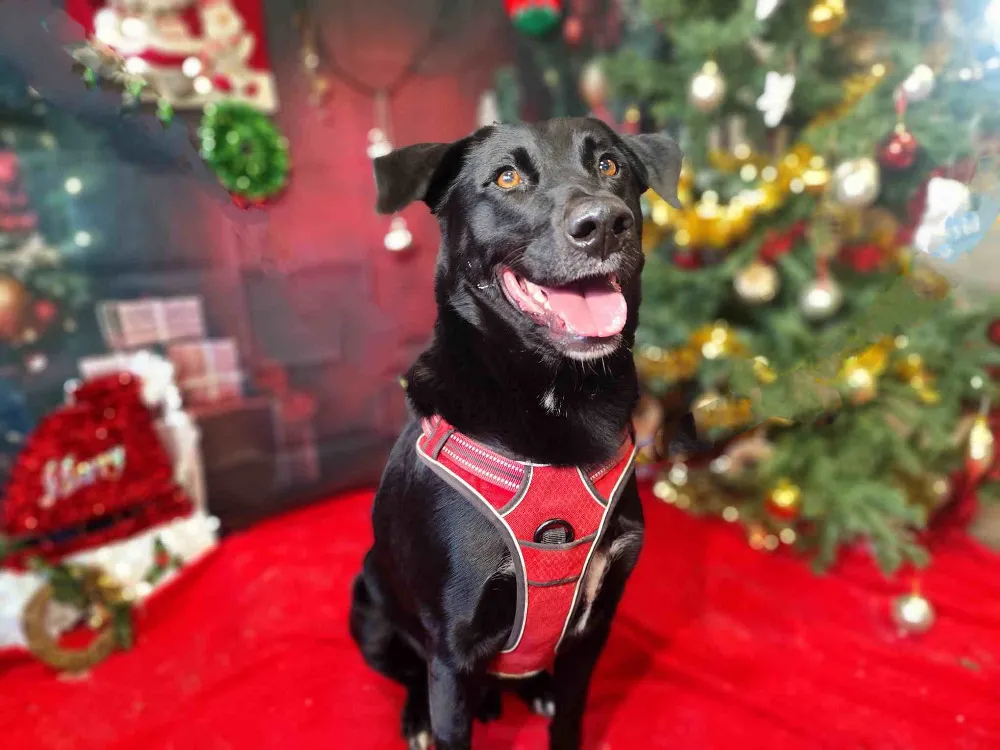 À l'adoption : Leaf Vaa