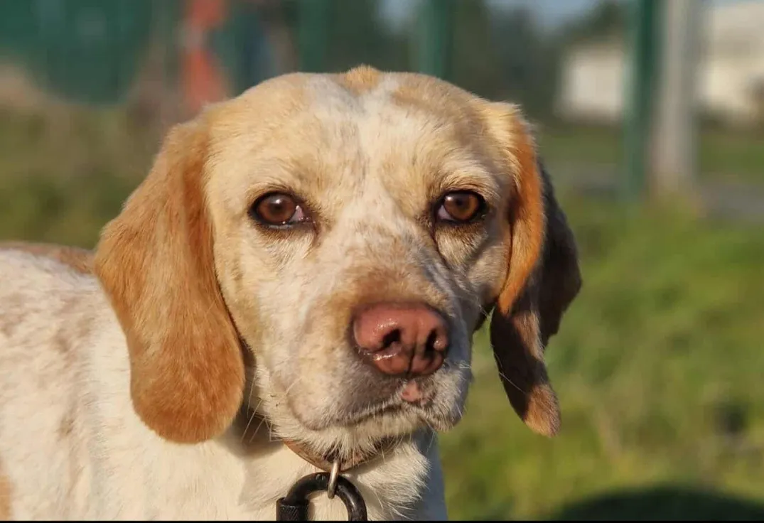 À l'adoption : Lucette