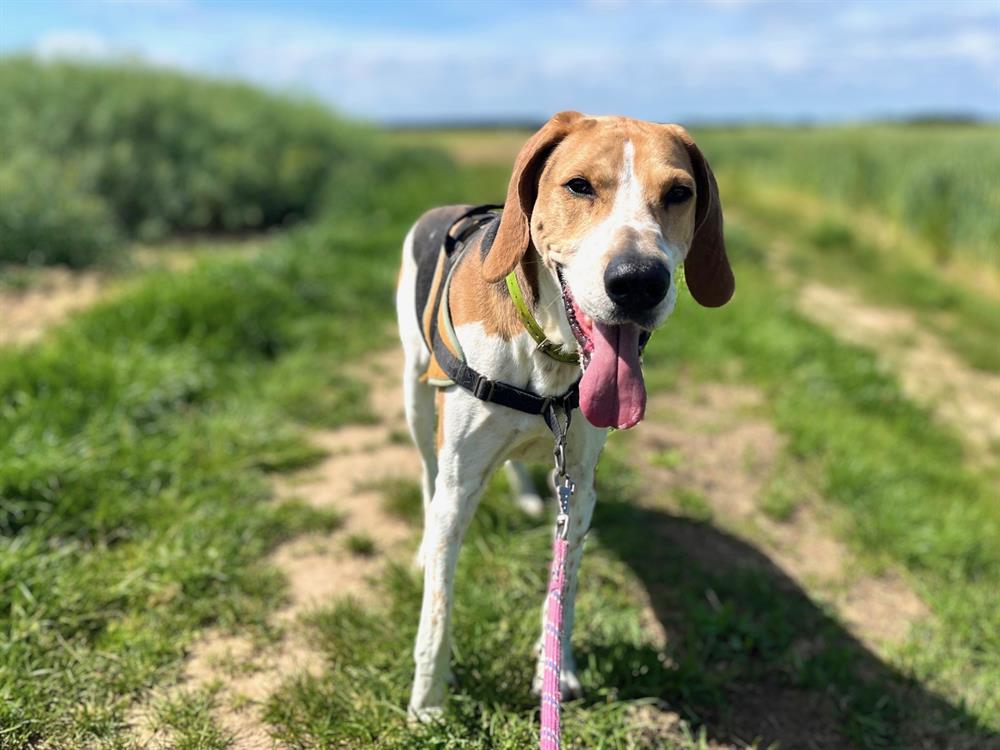 otto