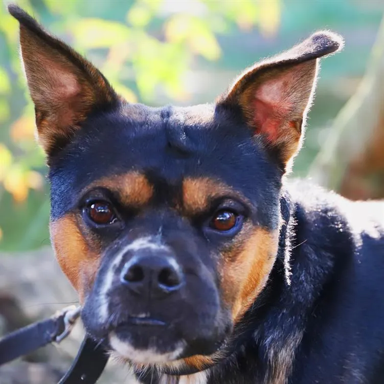 À l'adoption : Cyrius