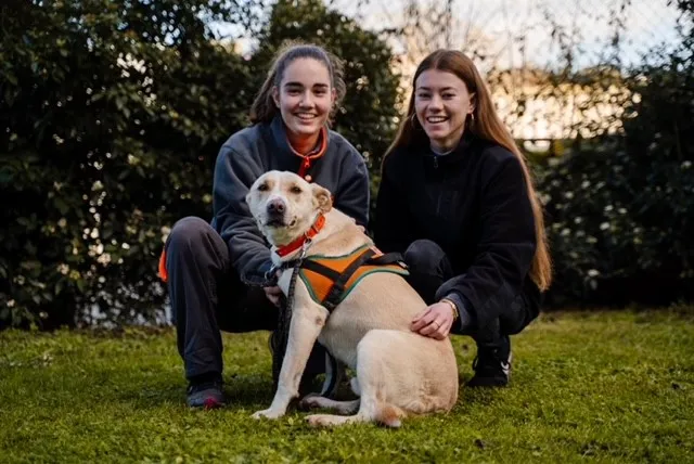 À l'adoption : Zeus