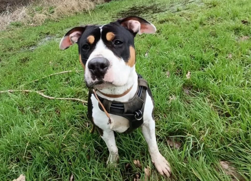 À l'adoption : Oslo