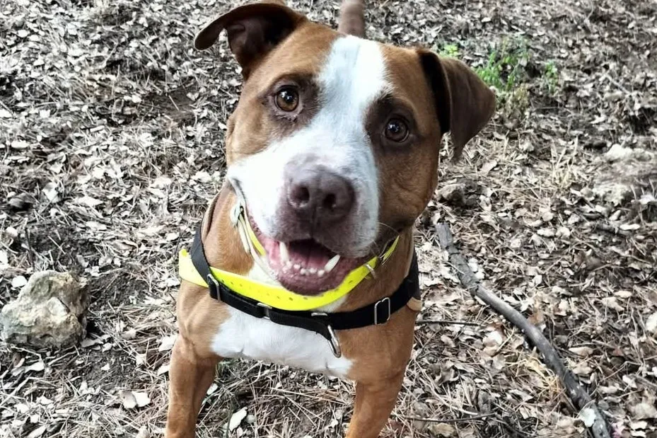 À l'adoption : Djoe