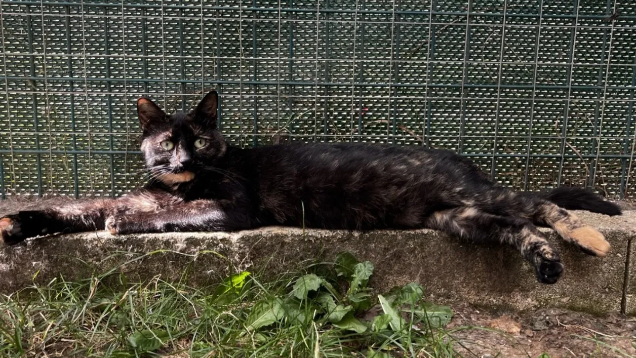 À l'adoption : Noiraude C