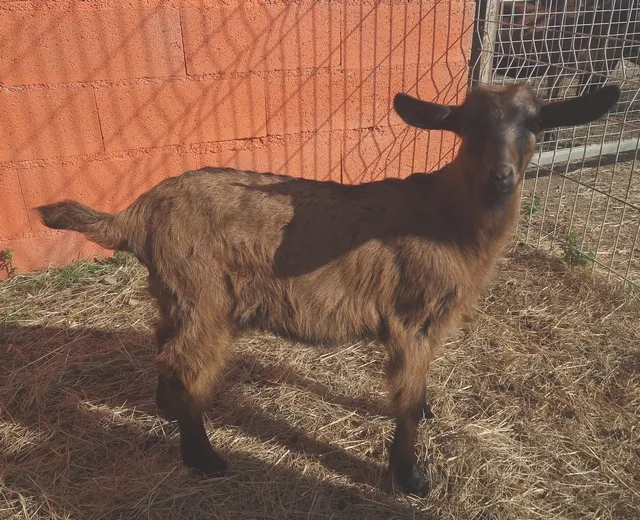 À l'adoption : Hugo