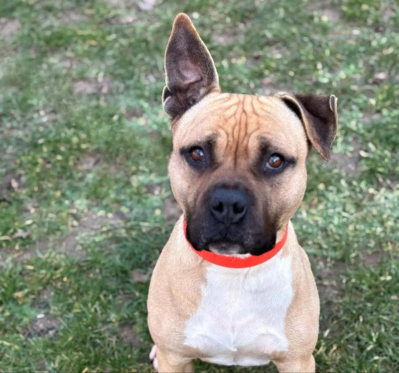 À l'adoption : Rouky Caa13293