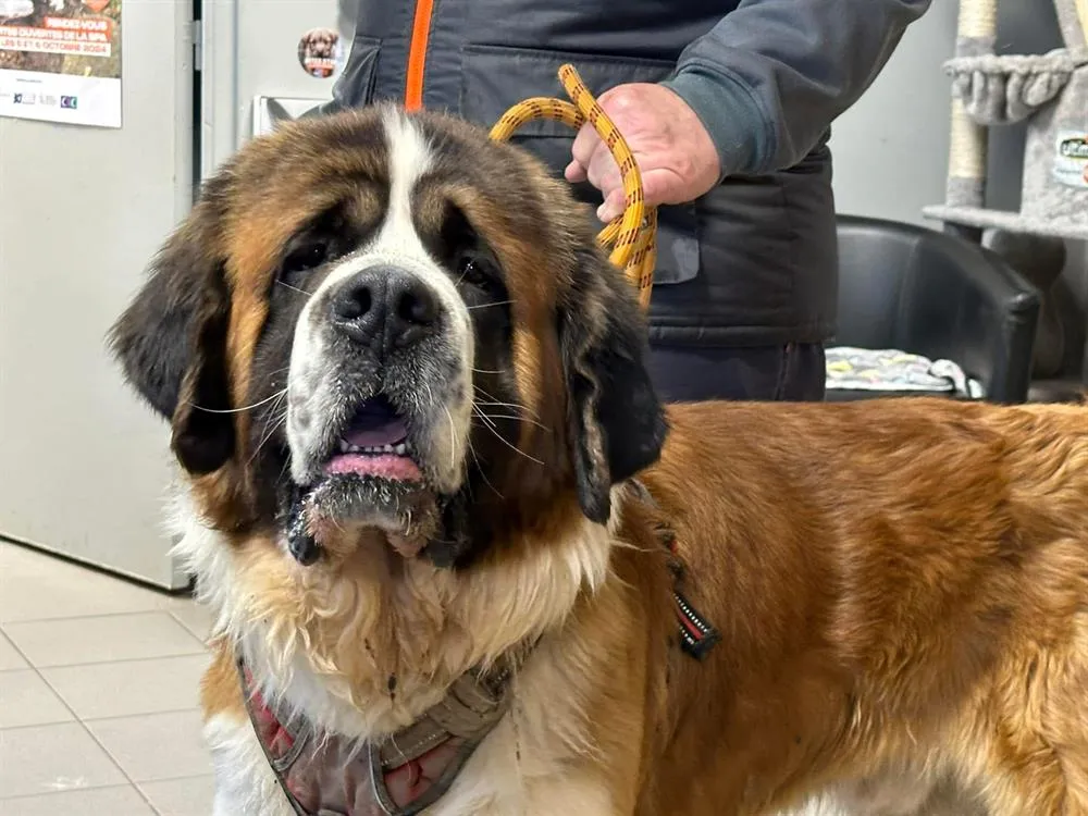 À l'adoption : Snow - Sirius