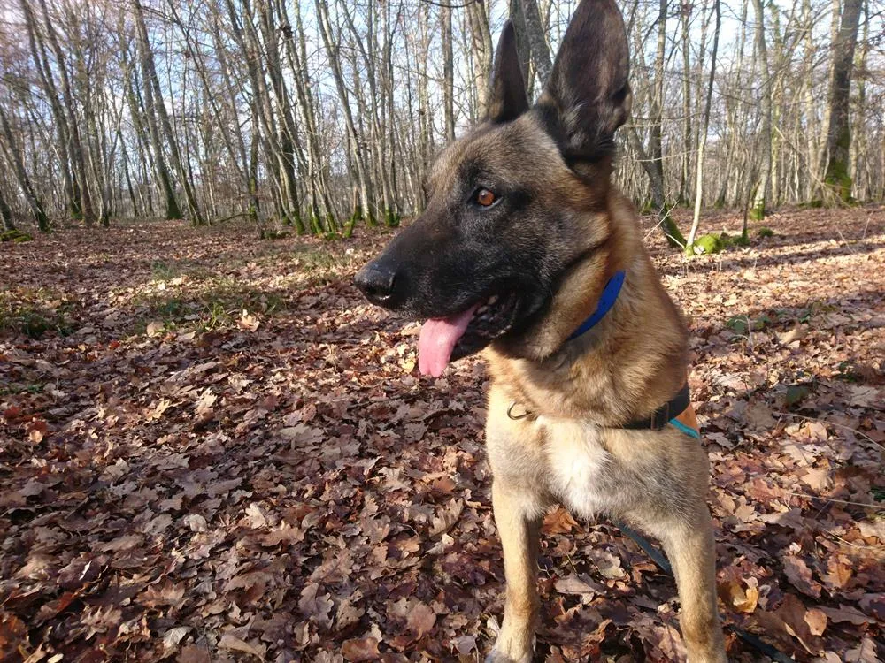 À l'adoption : Falcko Cn