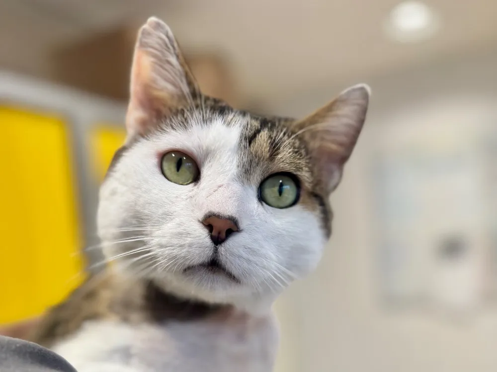 À l'adoption : Bingbong A16951