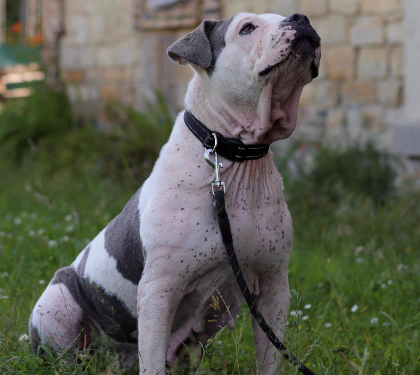 Elka