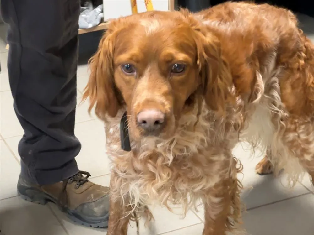 À l'adoption : Zizou