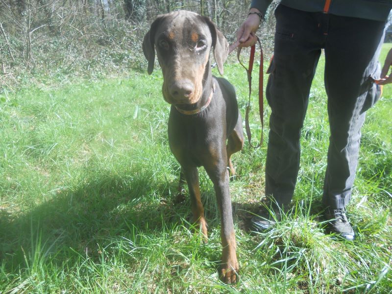Adopter un Dobermann LA SPA