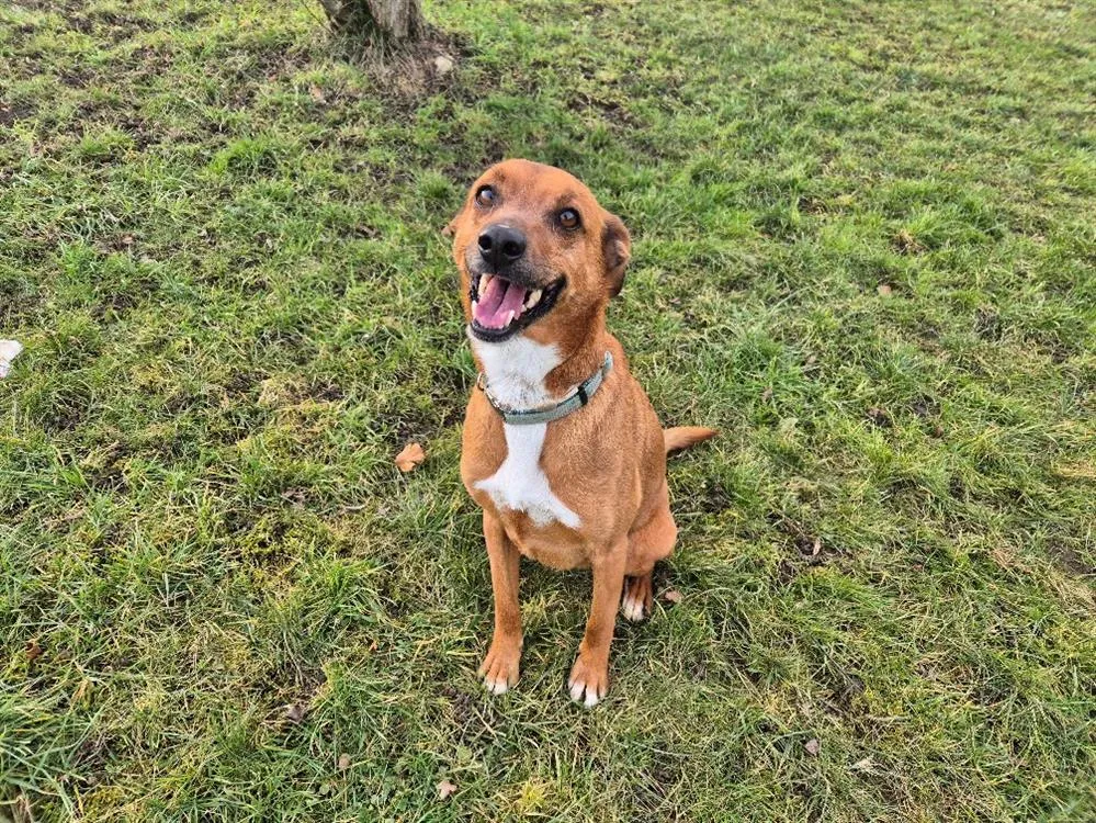 À l'adoption : Tacos