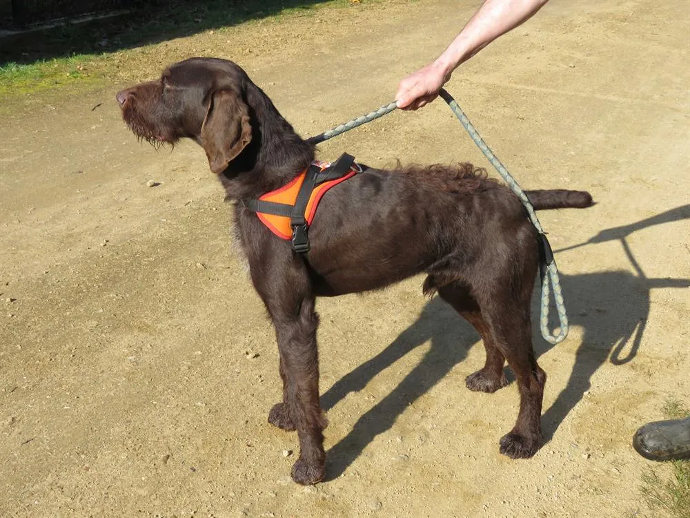 À l'adoption : Corti