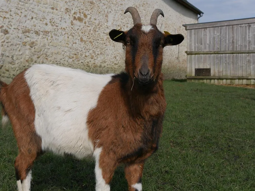 À l'adoption : Auge