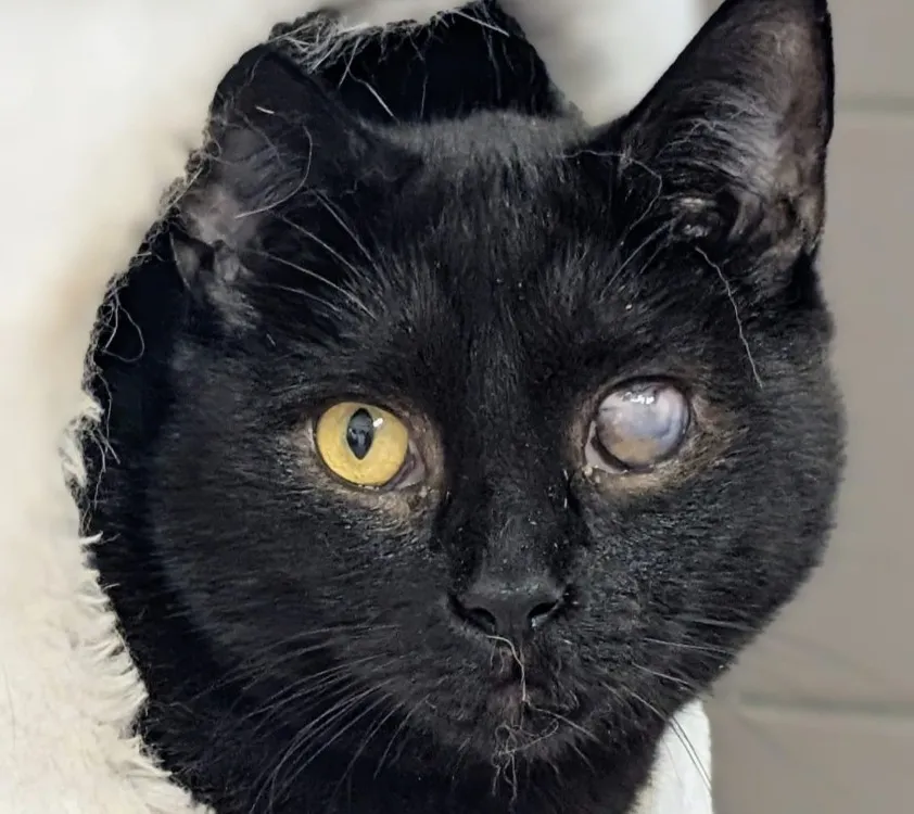 À l'adoption : Abel