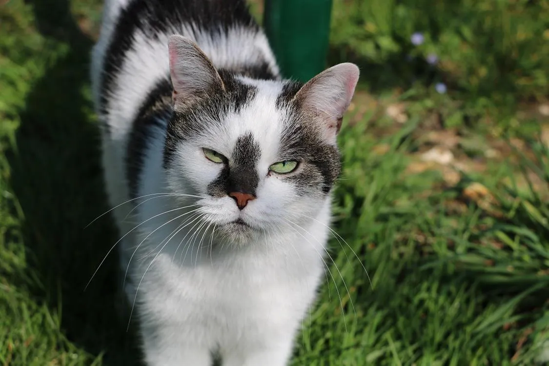 À l'adoption : Jasmine Hab17140