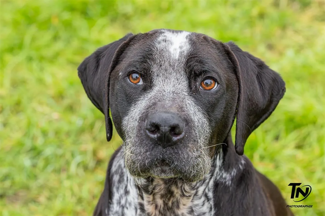 À l'adoption : Aiko Haa24449