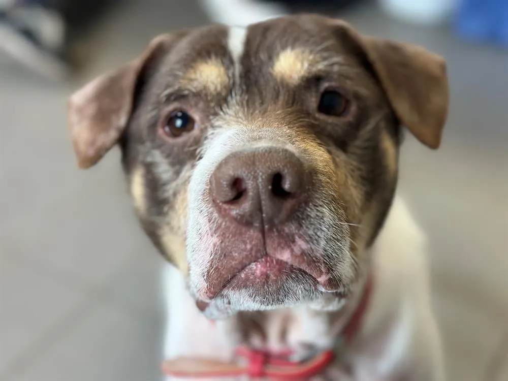 À l'adoption : Patapouf