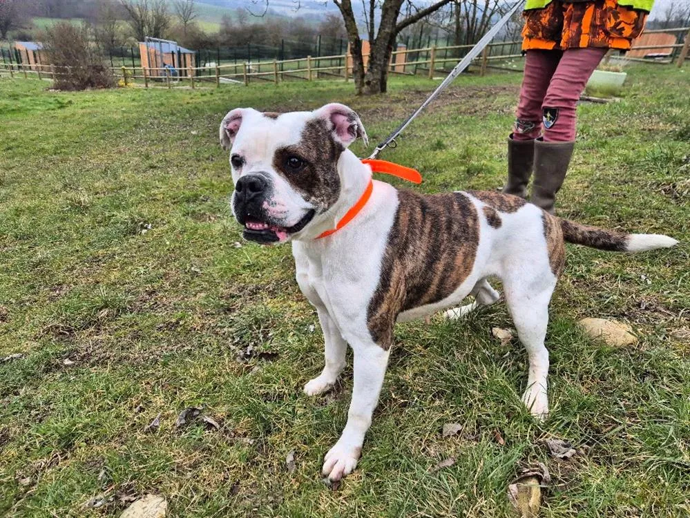 À l'adoption : Reiva