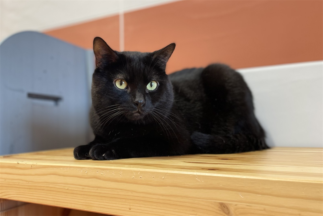 onyx