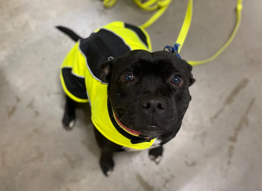 À l'adoption : Rita