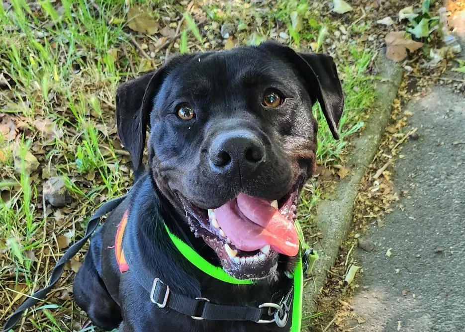 À l'adoption : Reglisse