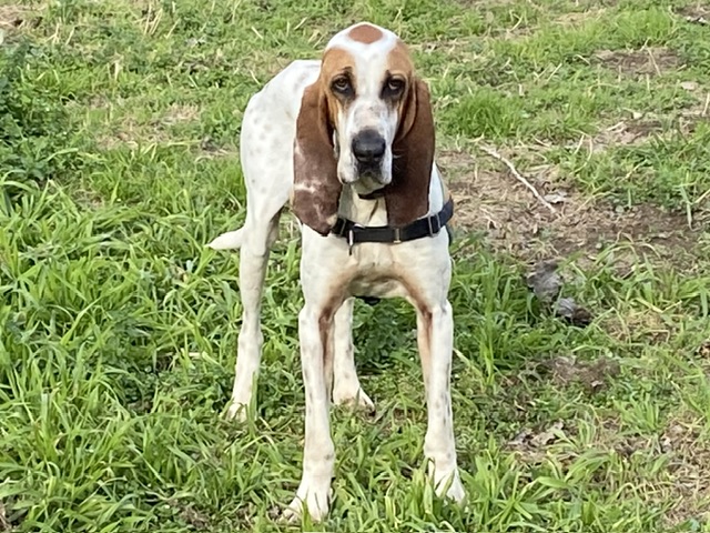 tex