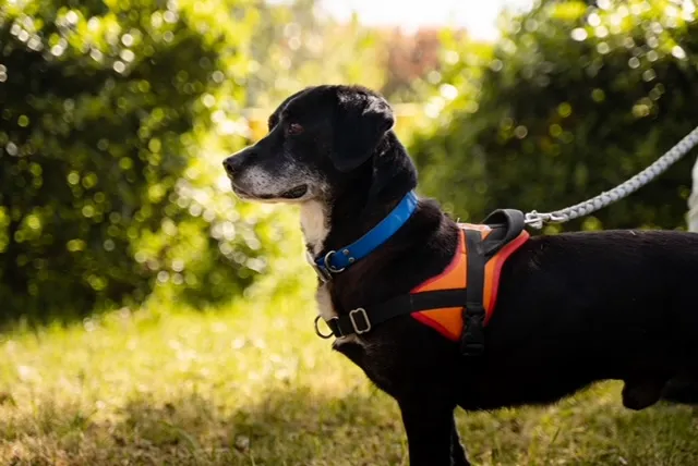À l'adoption : Parker