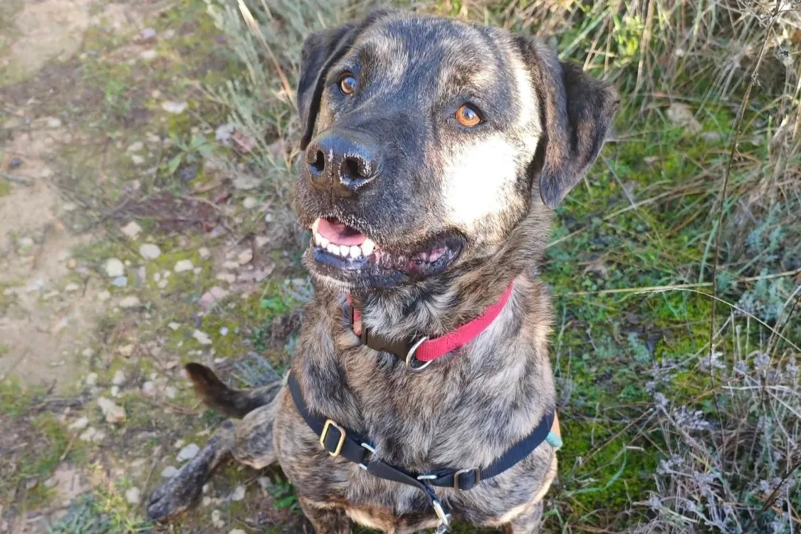 À l'adoption : Shiro