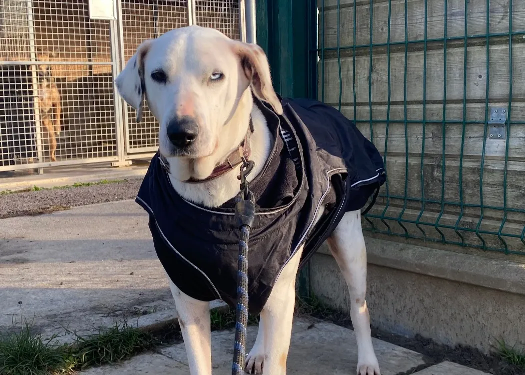 À l'adoption : Fifi