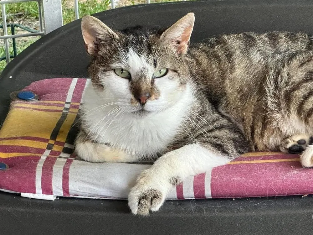 À l'adoption : Vicks