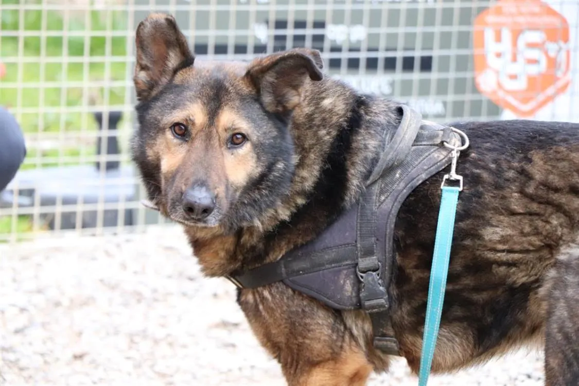 À l'adoption : Bhaloo