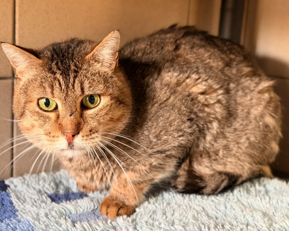 À l'adoption : Ralph