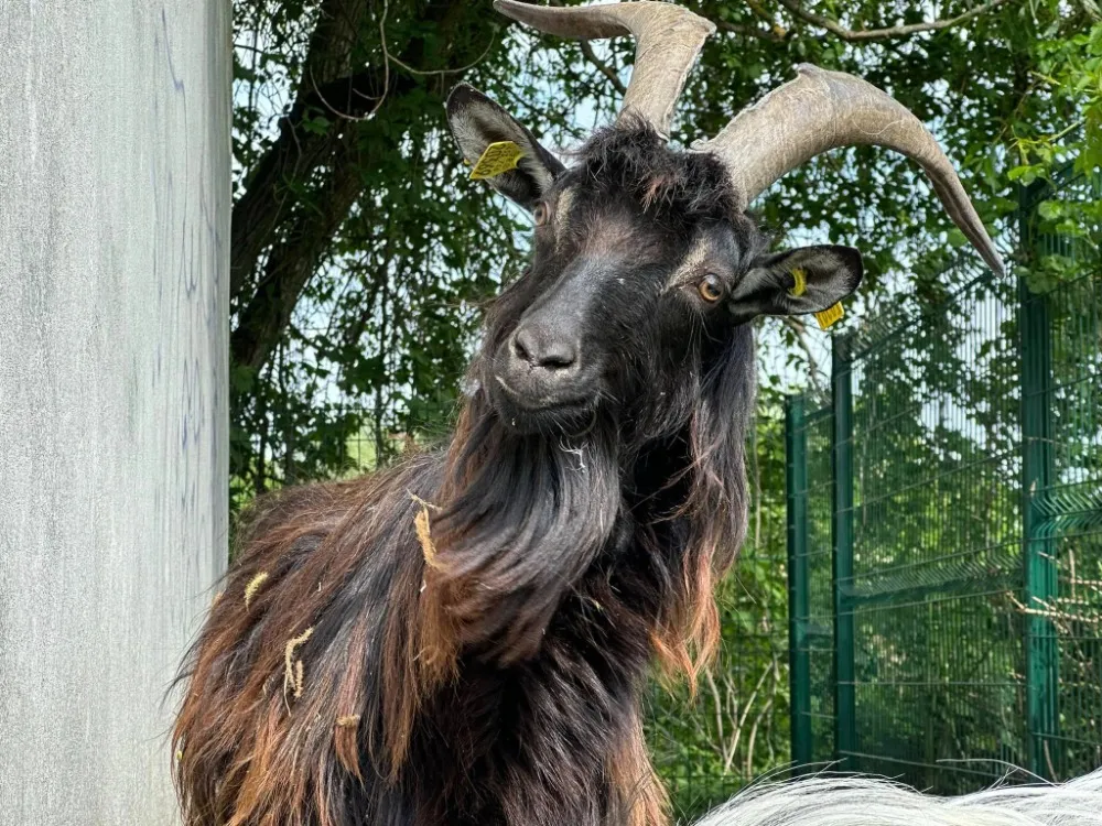 À l'adoption : Shuka