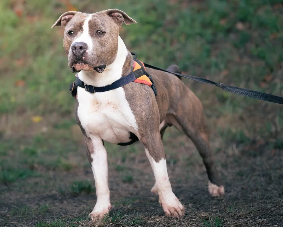 À l'adoption : Ussop