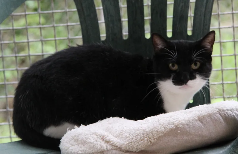 À l'adoption : Roudoudou