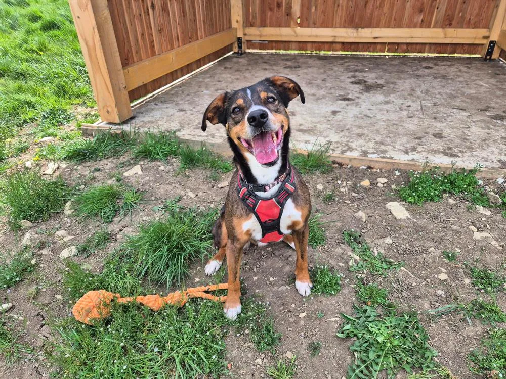 À l'adoption : Titi