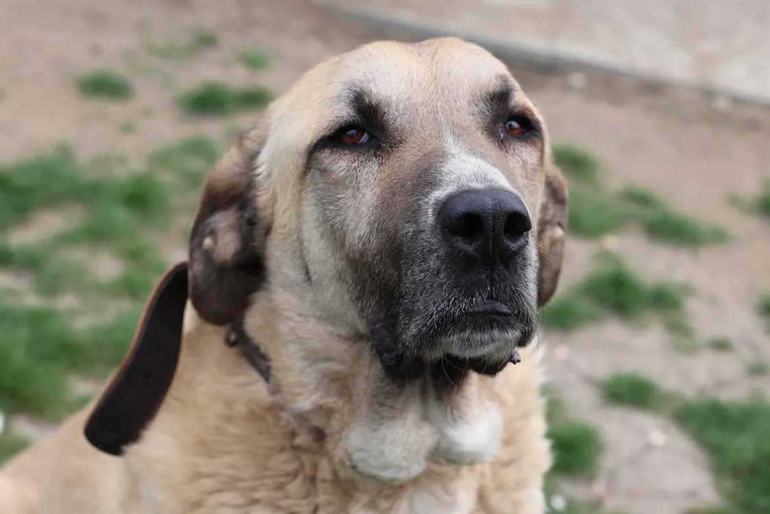 À l'adoption : Pacha